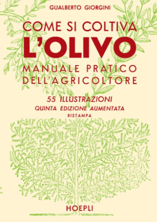 Come si coltiva l’olivo