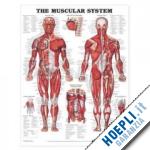 anatomical chart - poster: muscular system
