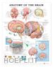 Acc 9921Pl1.5 - Anatomy Of The Brain       Pl1.5