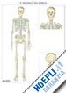 Il sistema scheletrico - Tavola scientifica da Banco Muta