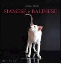 caratozzolo simone - siamese e balinese