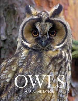 taylor marianne - owls
