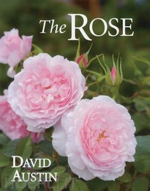 austin david - the rose