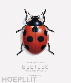 durin bernard - beetles and other insects