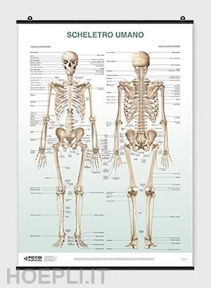 manzoli lucia, ratti stefano - scheletro umano - poster
