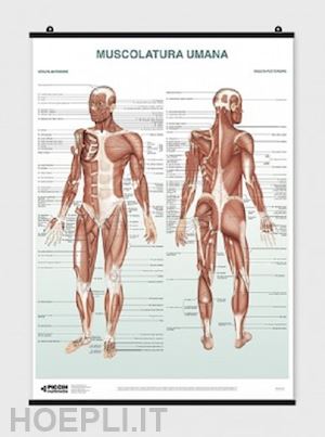 manzoli lucia; ratti stefano - muscolatura umana - poster