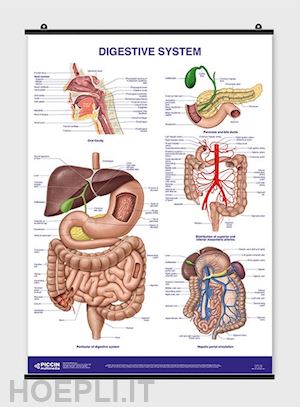 manzoli lucia; ratti stefano - poster digestive system