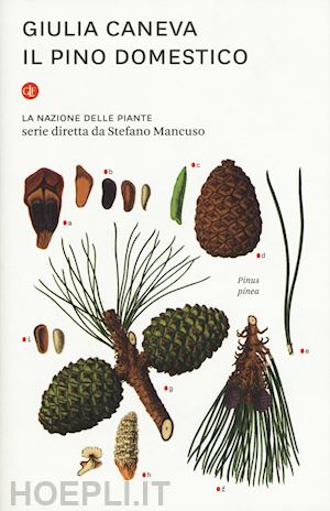 caneva giulia - il pino domestico. la nazione delle piante