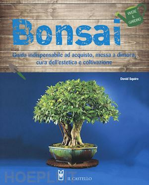 squire david - bonsai