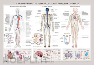  - corpo umano: sistemi circolatorio, nervoso e linfatico. carta murale scientifica