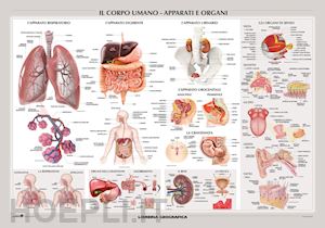  - corpo umano: apparati e organi. carta murale scientifica. ediz. a colori