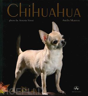 murante amelia - chihuahua