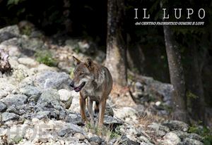 badilini marco - il lupo del centro faunistico uomini e lupi